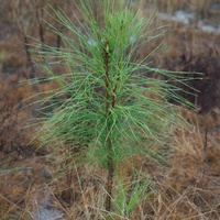 Replanting Our Trees Breathes Life Into Our Environment - article image