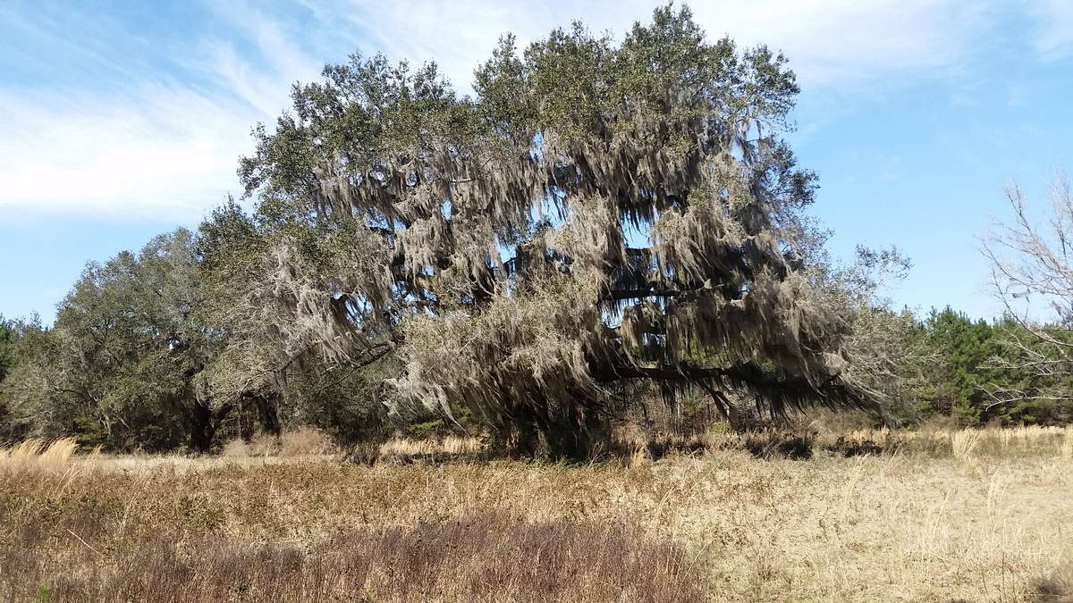 Acreage Close to Golden Isles Offers Solitude and Access to Coastal Community - article image