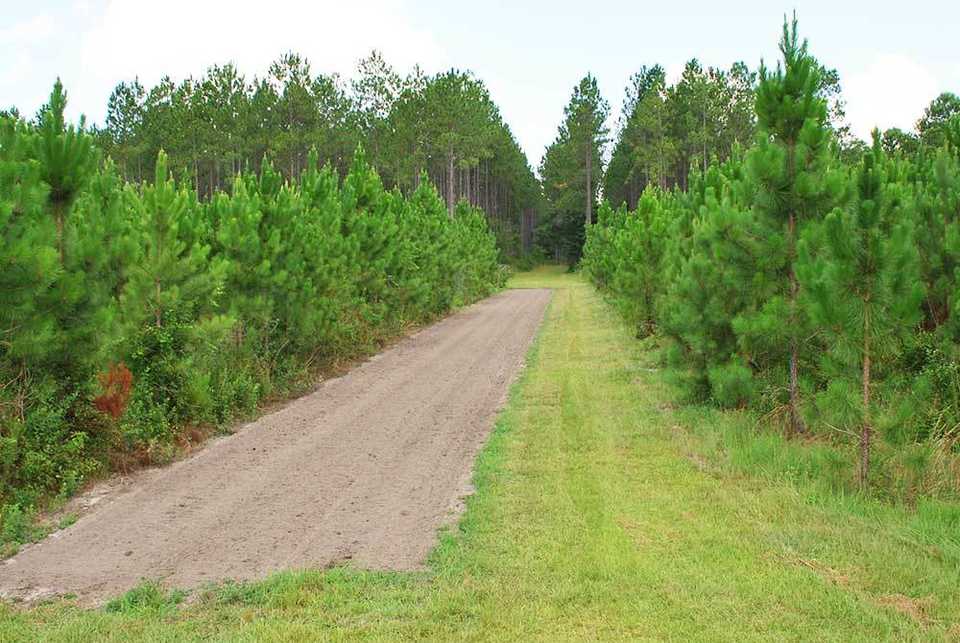 Food Plot Ready for Deer Season