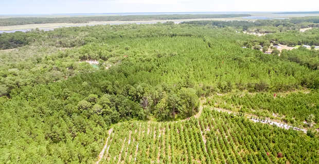 Timber Investment Near Deep Water thumbnail image
