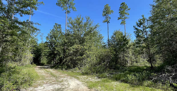 27.063 Acres on River Rd in Gardi thumbnail image