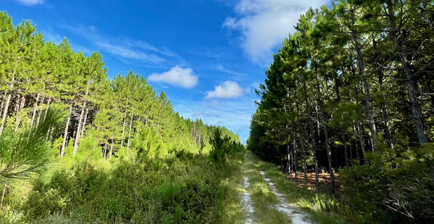 730 Acre Timberland and Farmland Tract thumbnail image
