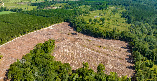 88 acres on Oscar Tippins Rd thumbnail image