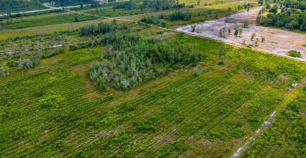 Tract 7 - 119.545 Acres - Hwy 32 E in Brantley, GA thumbnail image