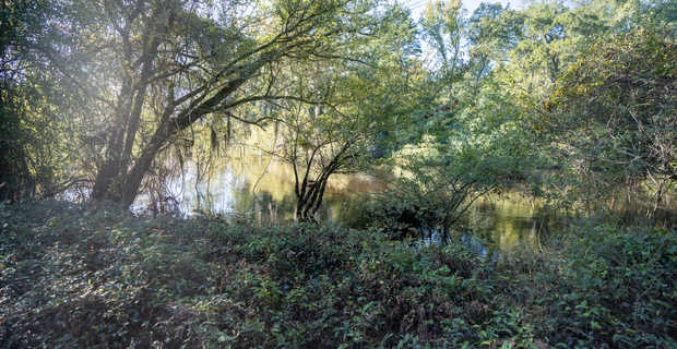 14.09 Acres - Ohoopee River Tract thumbnail image