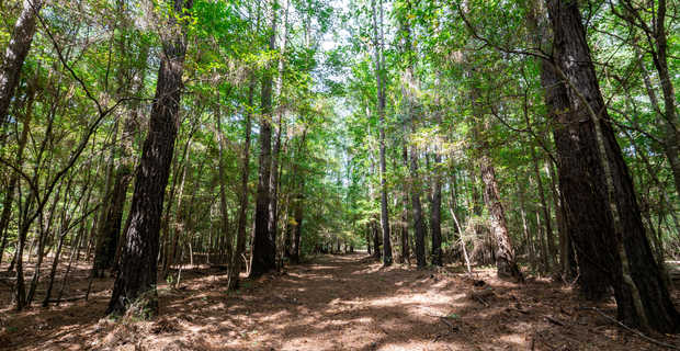 449 Acres - Oconee River Reserve thumbnail image