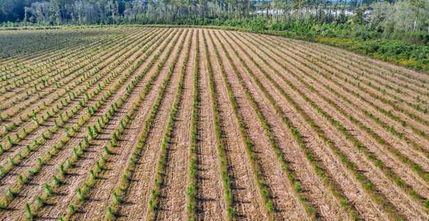 17 Acres - Tract 9 - Sellers Rd. NW on Appling County thumbnail image