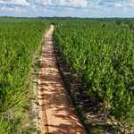 2± Acres on Penny Morris Rd image