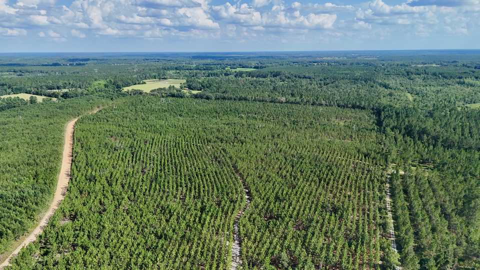 7± Acres on Penny Morris Rd. main image