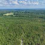 7± Acres on Penny Morris Rd. image