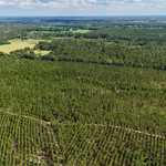 6± Acres on Penny Morris Rd. image