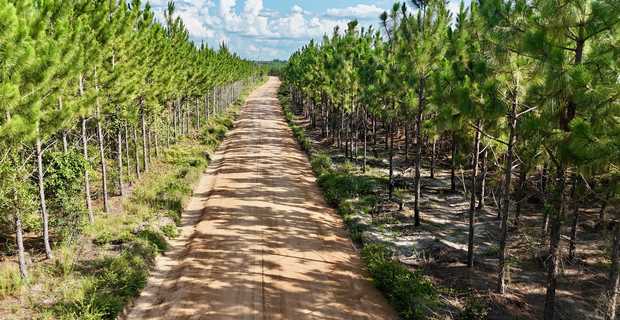 33± Acres - Penny Morris Rd. image