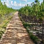 33± Acres - Penny Morris Rd. image