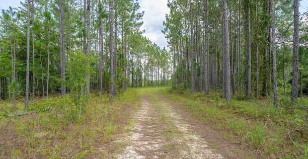 10.8 Acres Piney Bluff Lakefront Land thumbnail image