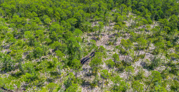 12 Acres with Homesite Potential & Forested Privacy thumbnail image
