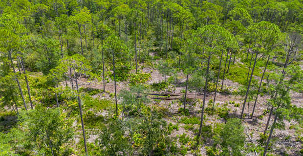 12 Acres with Homesite Potential & Forested Privacy thumbnail image