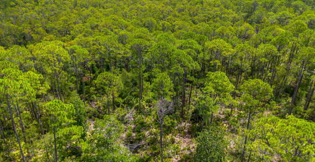 12 Acres with Homesite Potential & Forested Privacy thumbnail image