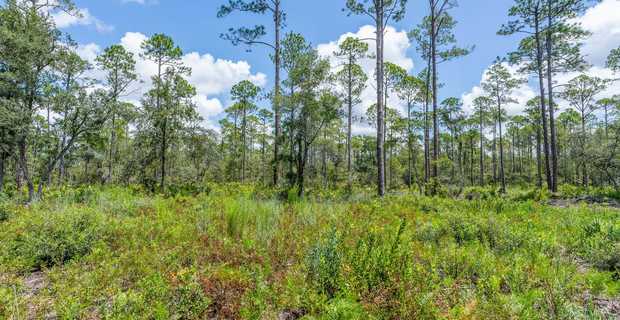 12 Acres with Homesite Potential & Forested Privacy thumbnail image