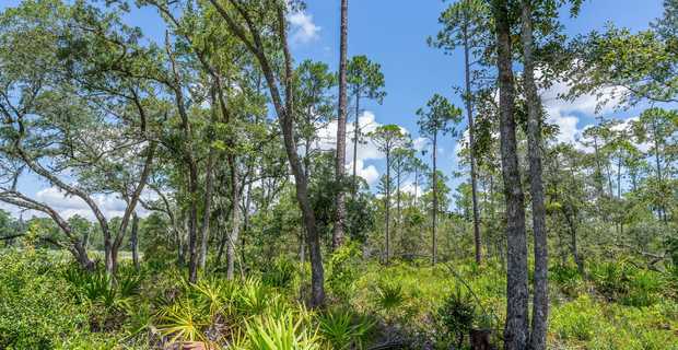 12 Acres with Homesite Potential & Forested Privacy thumbnail image