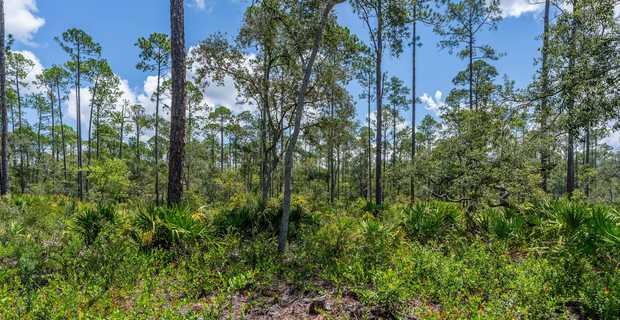 12 Acres with Homesite Potential & Forested Privacy thumbnail image