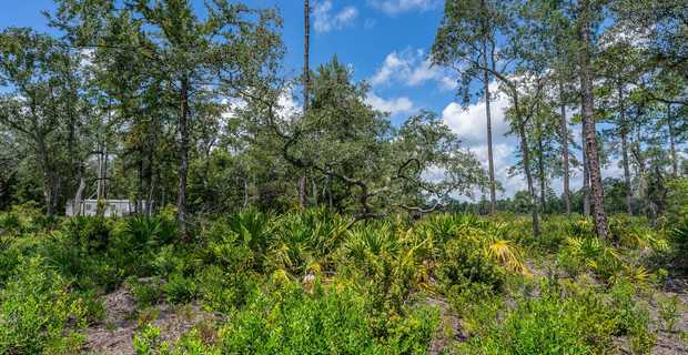 12 Acres with Homesite Potential & Forested Privacy thumbnail image