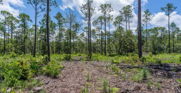 12 Acres with Homesite Potential & Forested Privacy thumbnail image