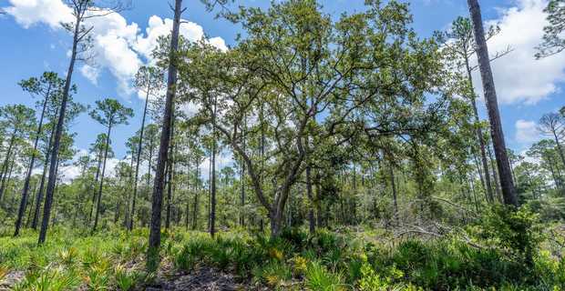 12 Acres with Homesite Potential & Forested Privacy thumbnail image