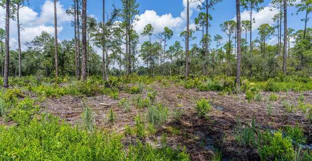 12 Acres with Homesite Potential & Forested Privacy thumbnail image