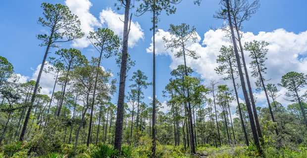 12 Acres with Homesite Potential & Forested Privacy thumbnail image