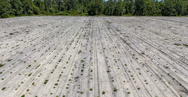 48+/- Acres - Golden Isles Highway & Hesters Road thumbnail image