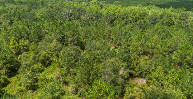 17.77 Acres - Mallard Road, Odum thumbnail image