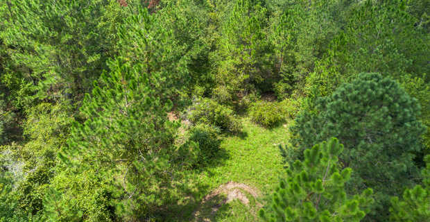 17.77 Acres - Mallard Road, Odum thumbnail image