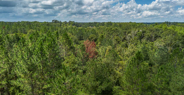 17.77 Acres - Mallard Road, Odum thumbnail image