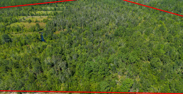 48.3 Acres on Old Surrency Road, Baxley, GA thumbnail image