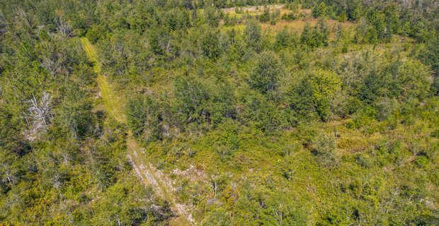 48.3 Acres on Old Surrency Road, Baxley, GA thumbnail image