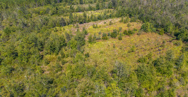 48.3 Acres on Old Surrency Road, Baxley, GA thumbnail image