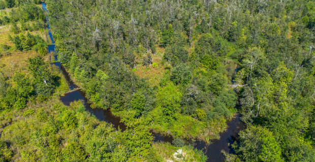 48.3 Acres on Old Surrency Road, Baxley, GA thumbnail image