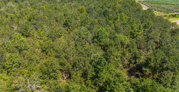 48.3 Acres on Old Surrency Road, Baxley, GA thumbnail image