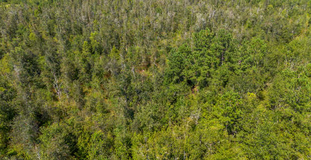 48.3 Acres on Old Surrency Road, Baxley, GA thumbnail image