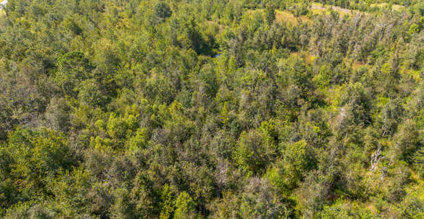 48.3 Acres on Old Surrency Road, Baxley, GA thumbnail image