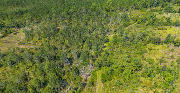 48.3 Acres on Old Surrency Road, Baxley, GA thumbnail image