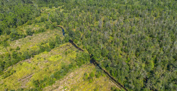 48.3 Acres on Old Surrency Road, Baxley, GA thumbnail image