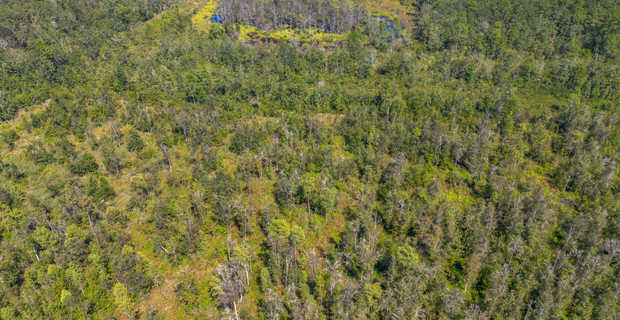 48.3 Acres on Old Surrency Road, Baxley, GA thumbnail image