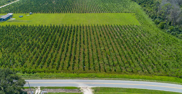 Tract 15 - Midway Church Road in Appling, GA thumbnail image