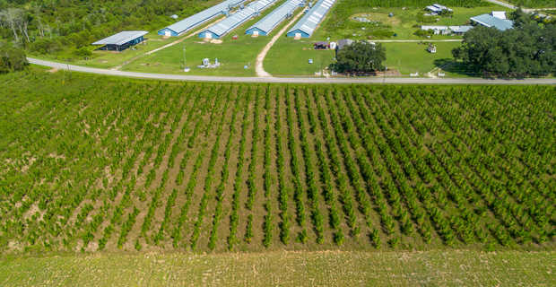Tract 15 - Midway Church Road in Appling, GA thumbnail image