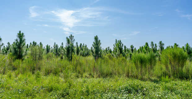 Tract 15 - Midway Church Road in Appling, GA thumbnail image