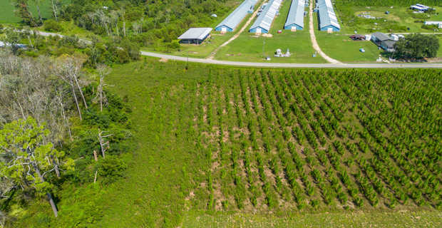 Tract 16 - Midway Church Road in Appling, GA thumbnail image