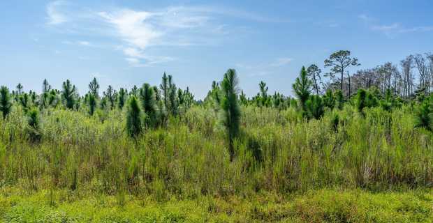 Tract 16 - Midway Church Road in Appling, GA thumbnail image