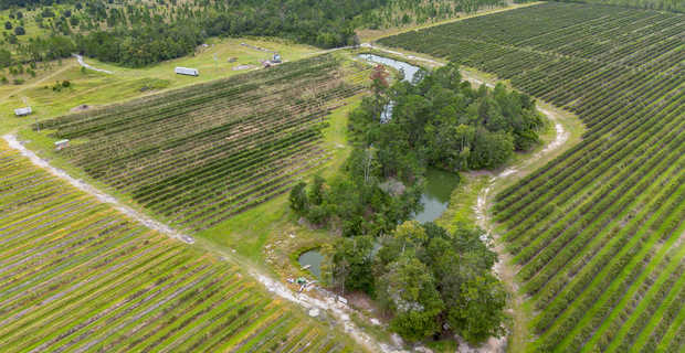 Thriving 77-Acre Blueberry Farm in Alma, GA thumbnail image