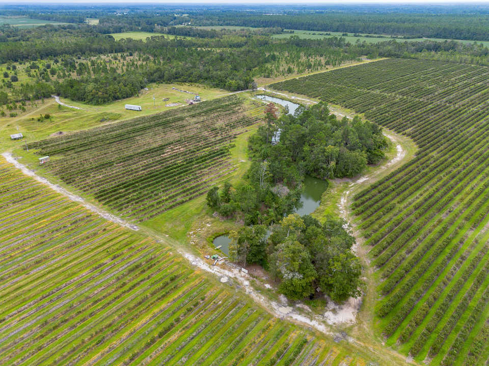 Thriving 77-Acre Blueberry Farm in Alma, GA main image